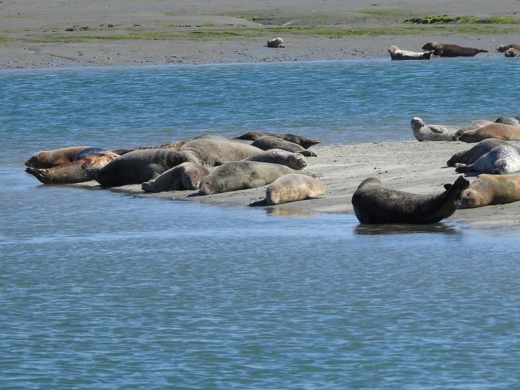 Chichester harbour seals hauled out