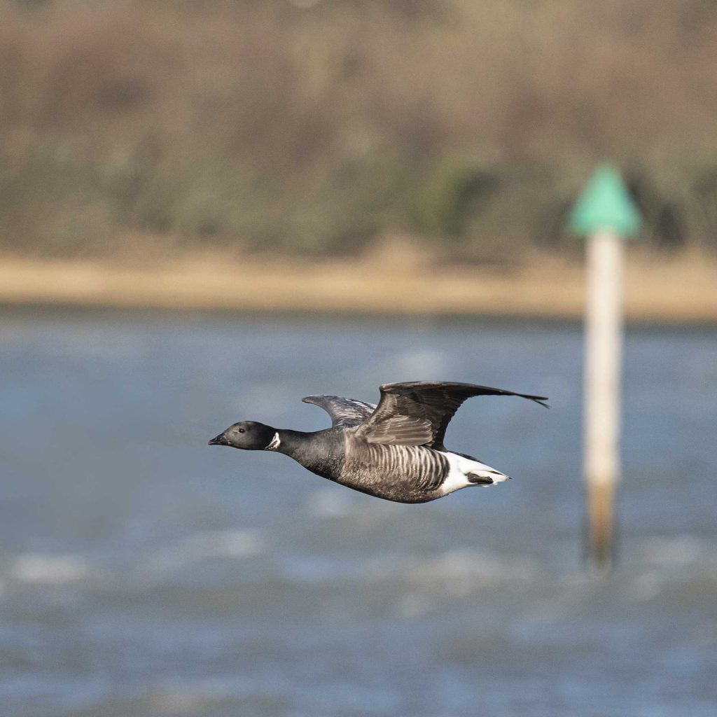 Brent Goose flying in Chichester harbour