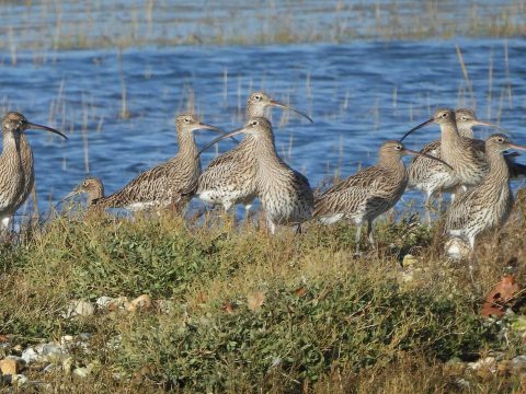 Curlews on high tide roost chichester harbour