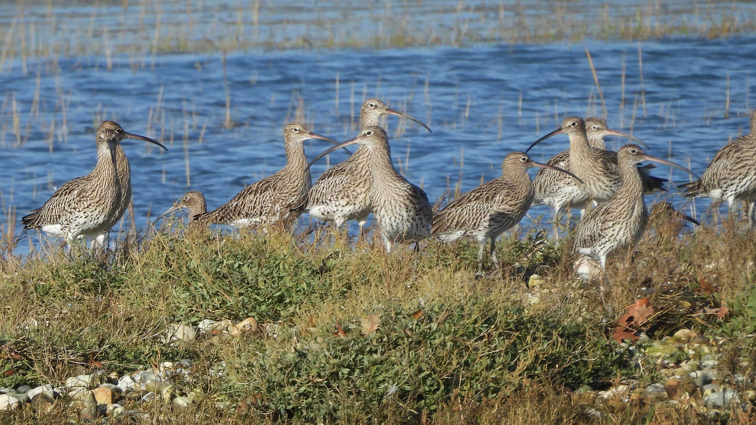 Curlews on high tide roost chichester harbour