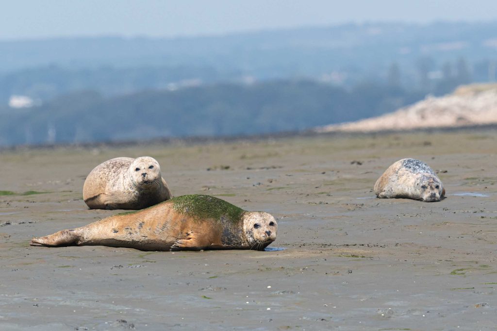 Harbour seals hauled out 