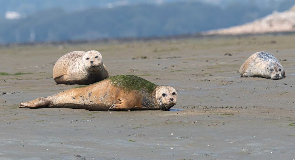 Seals on sand at Thorney Island