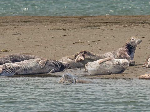 Seals on Thorney Island