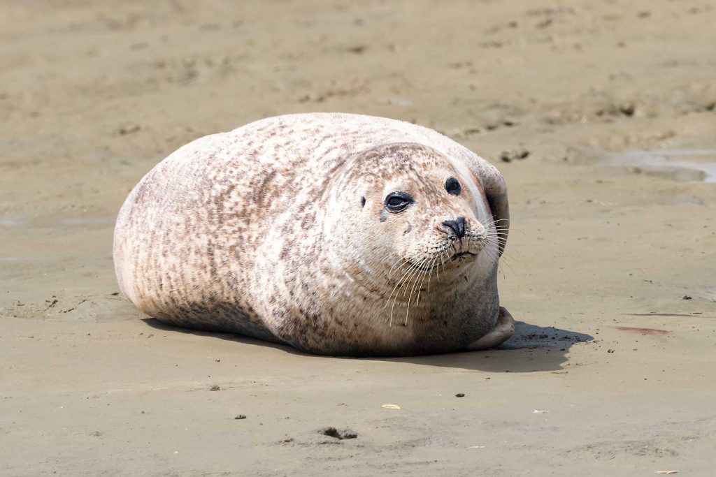 Seal on Thorney Island