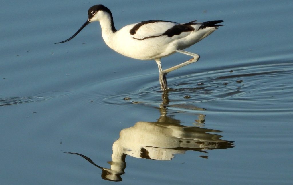 Avocet in the water