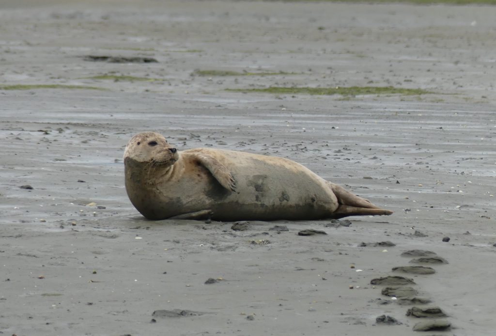 Harbour seal