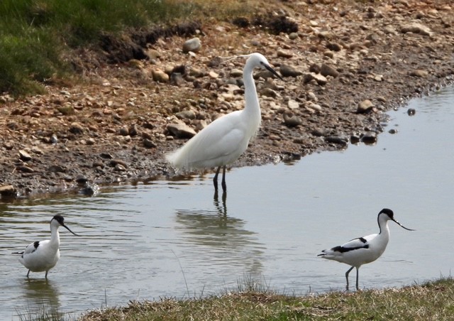 avocets and little egret