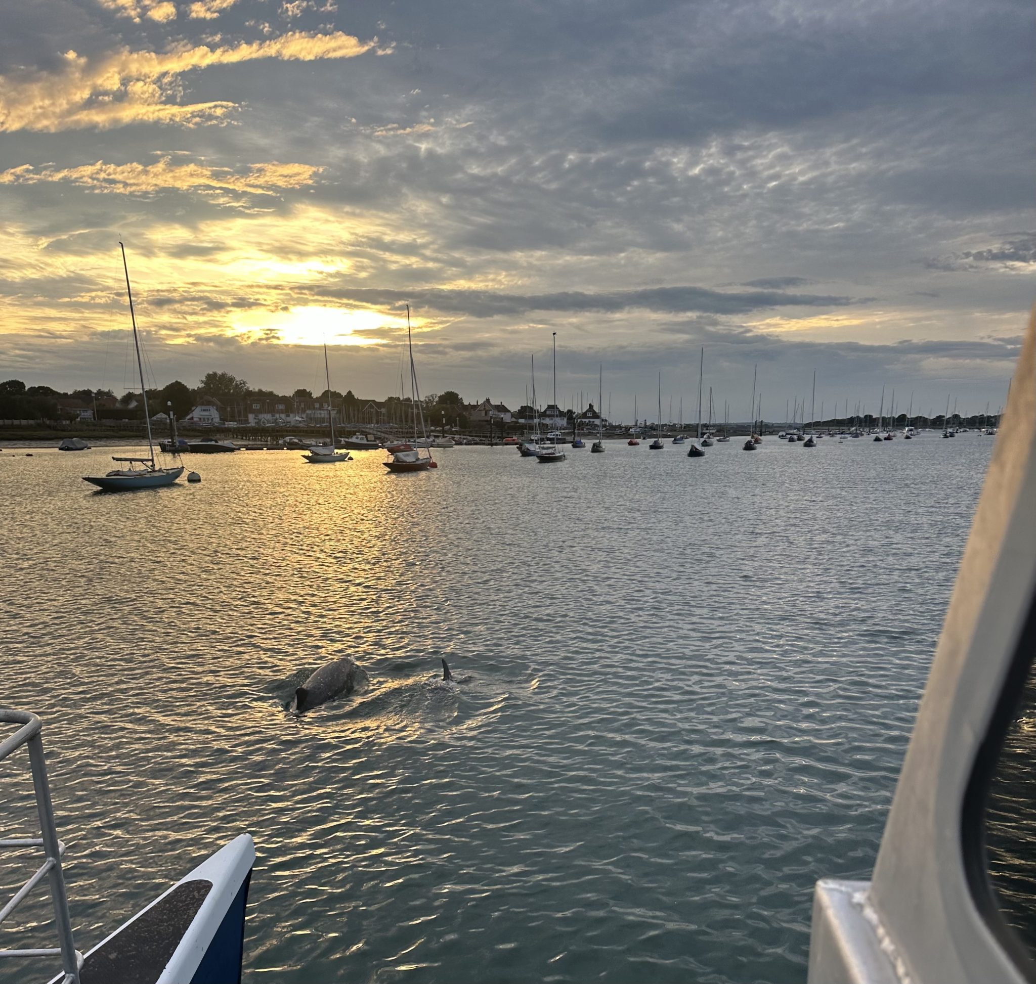 Bottlenose-dolphins-Solar-Heritage Chichester Harbour