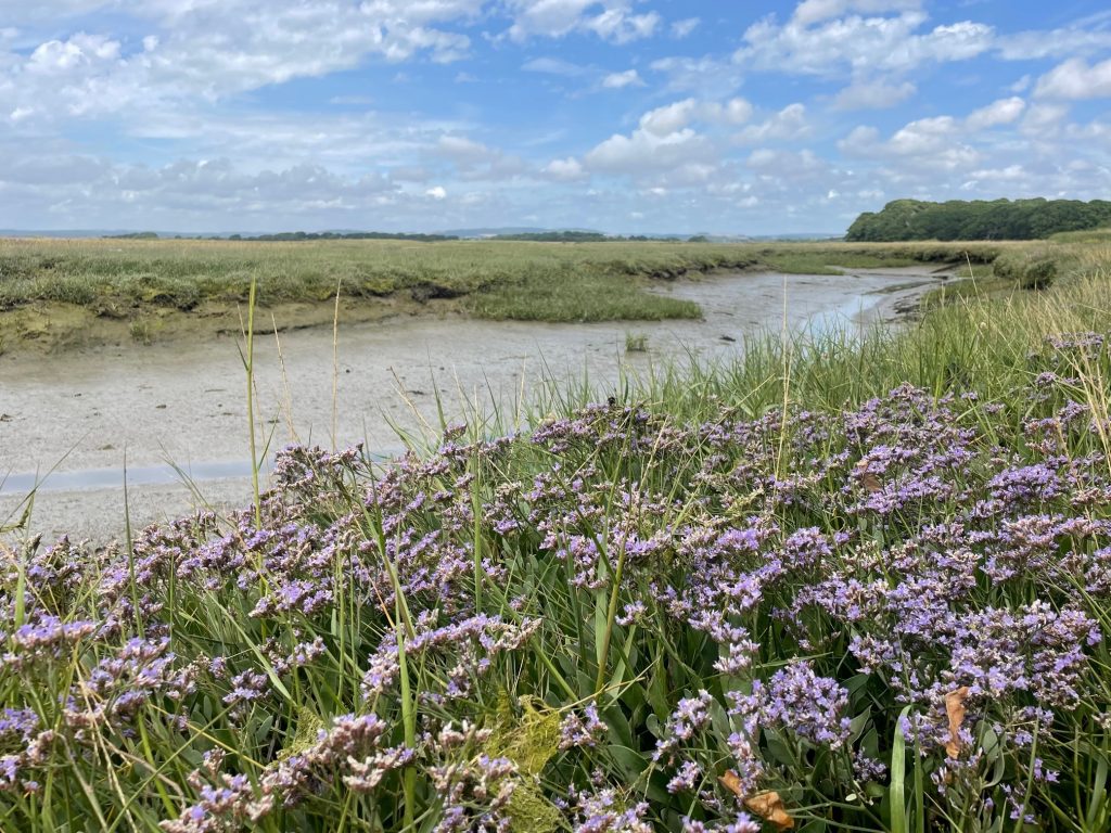 SaltMarsh Sea Lavender Chichester Harbour