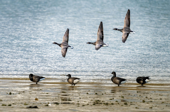 Brent geese Itchenor