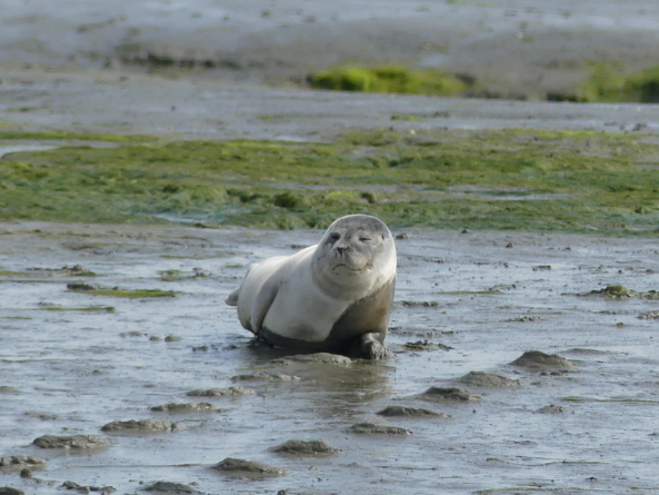 Chichester Harbour Seal