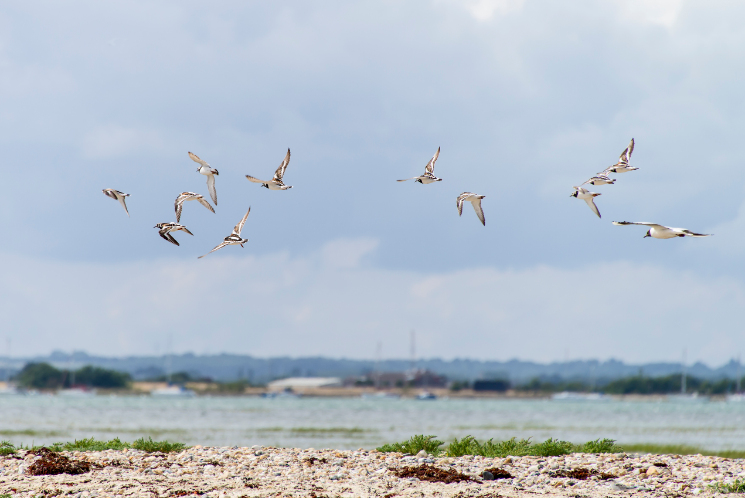 Turnstones in flight Chichester Harbour