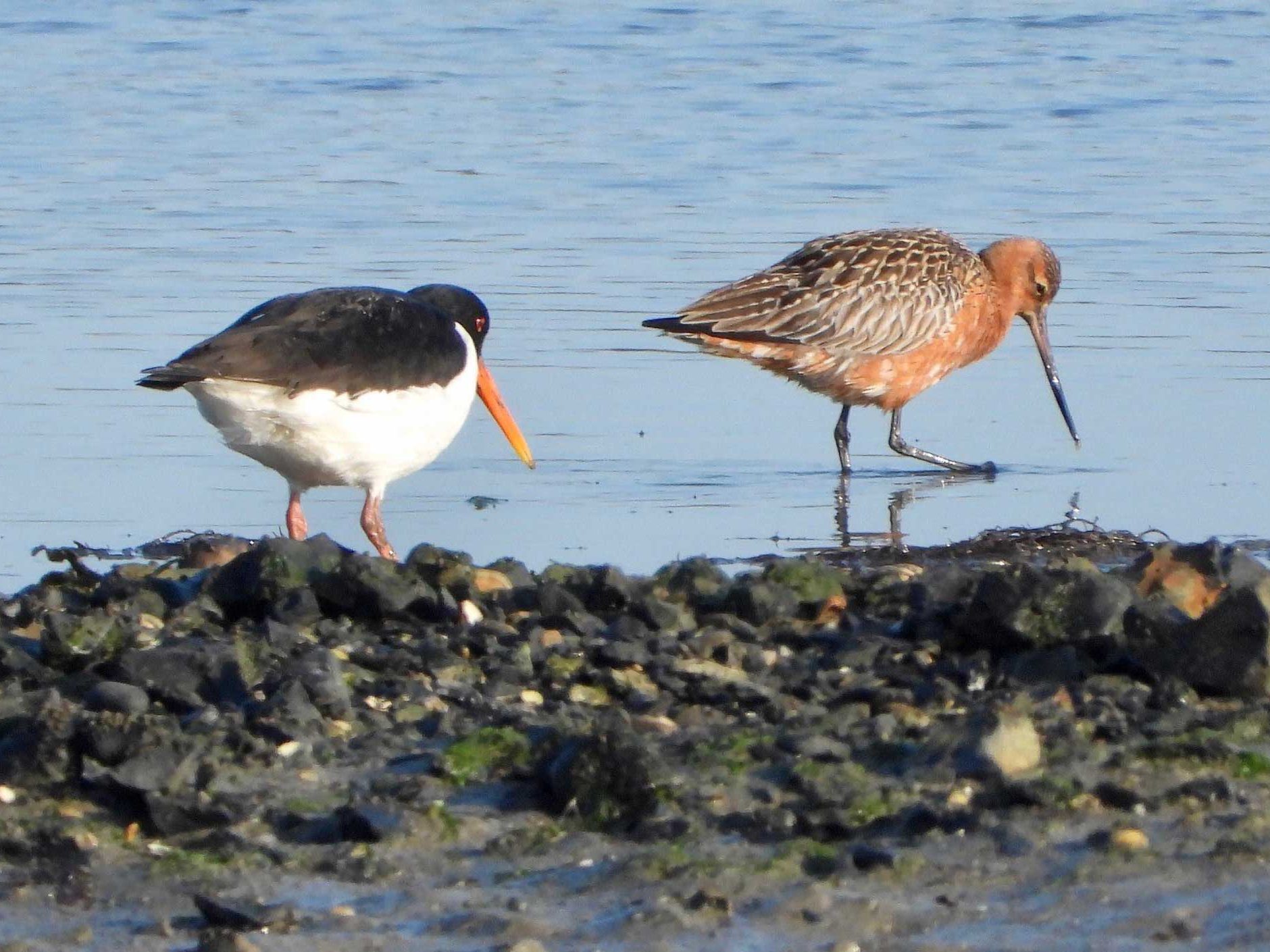 Godwit in Chichester harbour